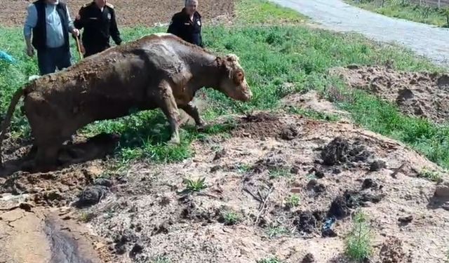 Çamura batan ineği itfaiye kurtardı