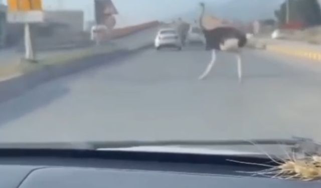 Çiftlikten kaçan deve kuşu ortalığı birbirine kattı