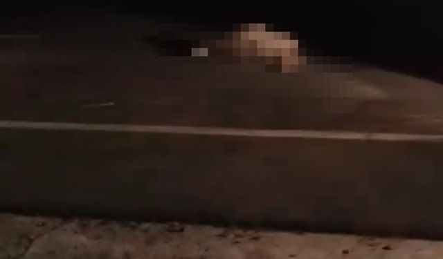Elazığ'da otomobilin çarptığı 15 koyun öldü