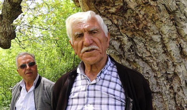 'İmam Ağacı' olarak bilinen ceviz ağacı 350 yaşında