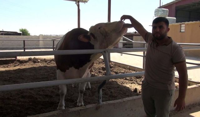 Kurban pazarındaki 1 ton 400 kiloluk boğa, alıcısını bekliyor