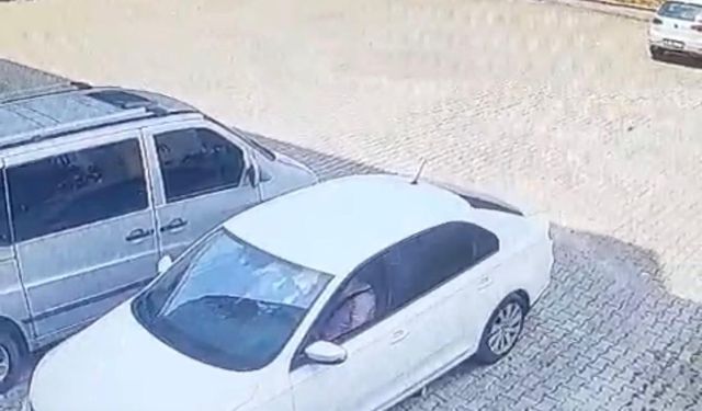 Otomobilin altında kalan yavru kedi öldü, annesi başından ayrılmadı