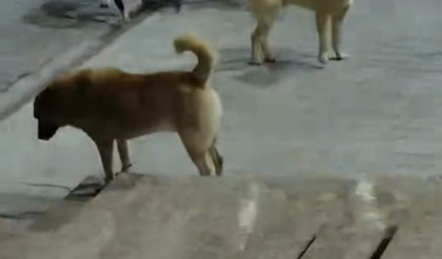 Sokak köpeklerinin saldırdığı kedi öldü
