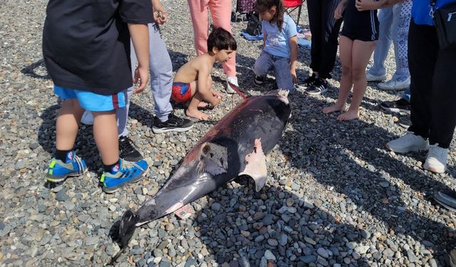 Trabzon'da ölü yunus, karaya vurdu