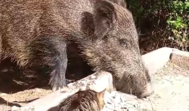 Yaban domuzu ile kedinin birlikte yemek yemesi kamerada