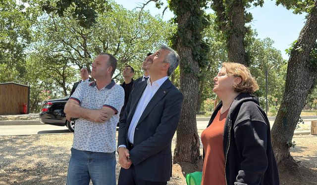 Ağaçta mahsur kalan kedi için vali devreye girdi; 18 saat sonra kurtarıldı