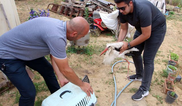Bahçelerine düşen yaralı leyleğe sahip çıkıp, balıkla beslediler
