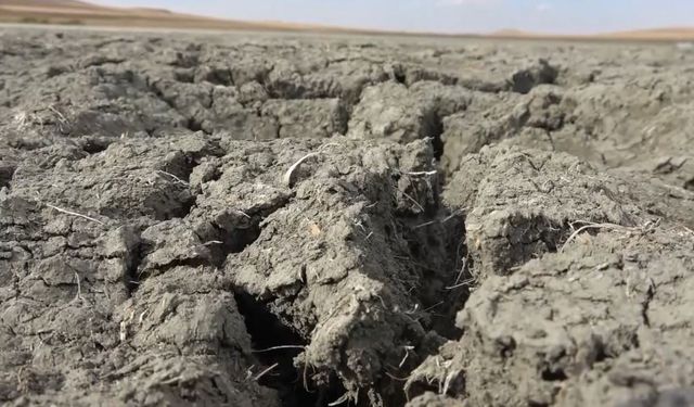 Çukurova'da su krizine karşı ayçiçeği yetiştiriciliği önerisi