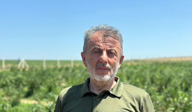 Edirne'de yaban mersini hasadı, don nedeniyle verim kaybıyla başladı