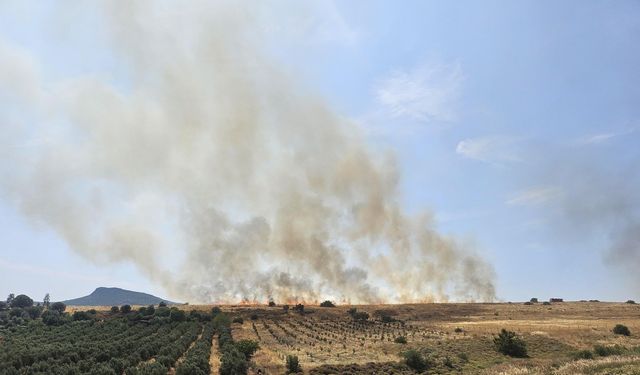 Foça'da ot yangını; 4 hektarlık alan zarar gördü