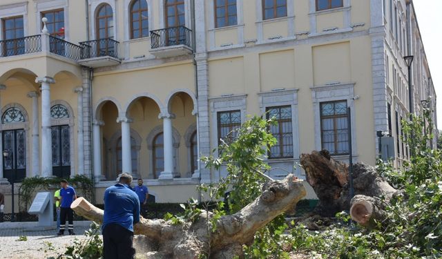İzmir Valiliği önündeki asırlık çınar devrildi; o anlar kamerada