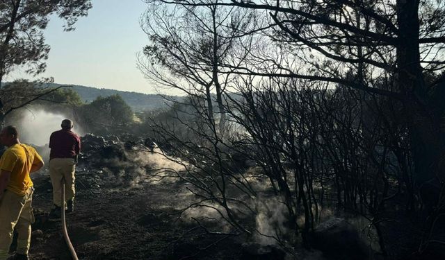 Mangal yaparken ormanı yakmış; tutuklandı
