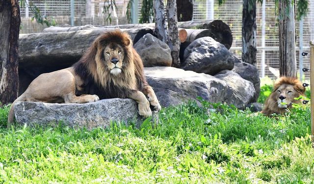İzmir - İsmi anketle belirlenen aslanı doğal yaşam parkında başka bir aslan öldürdü /Video eklendi