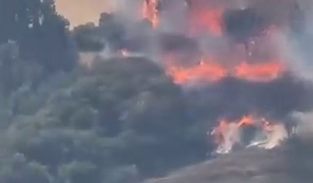 Kocaeli'de orman yangını