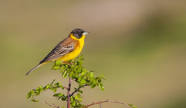 DHA objektifinden Dicle Vadisi yaban hayatı / Ek fotoğraflar