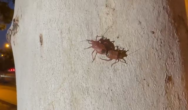 Diyarbakır'da da görülen istilacı türe karşı biyolojik mücadele çağrısı