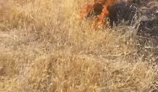 Bingöl'de orman yangını