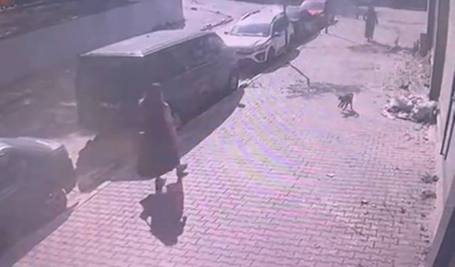 İstanbul - Sultangazi'de yürüyüş yapan kadın ve köpeğine, kedinin saldırdığı anlar kamerada