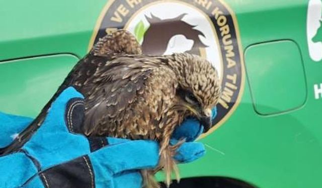 Muş'ta yaralı kartal tedaviye alındı