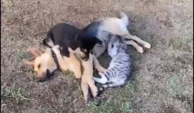 Orman işçisinin kalp masajı yaptığı köpek kurtarılamadı