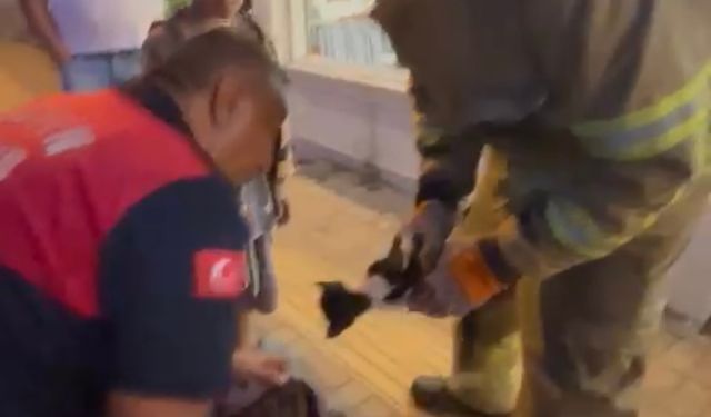 Otomobilin motoruna sıkışan yavru kedi kurtarıldı