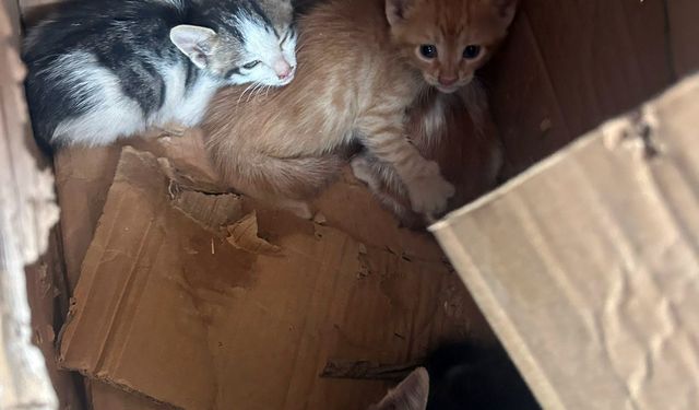 Takla atan hafif ticari aracın sürücüsü ile 4 yavru kediyi ekipler kurtardı