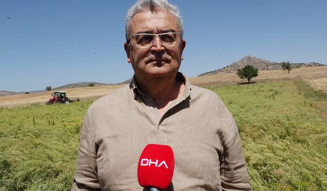 Türkiye'nin rezene üretim merkezi Burdur'da sezonun son hasadı yapıldı