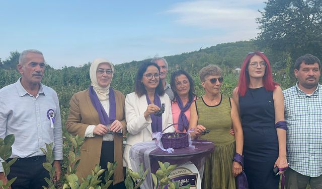 Yalova'da 'aronya' hasadı başladı