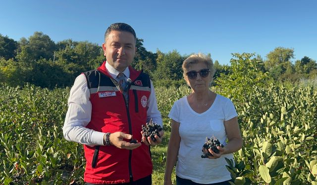 Yalova'da aronya hasadında 250 ton rekolte bekleniyor