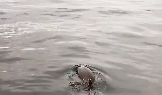 Yanına yaklaşan yunusu ekmek ve domatesle besledi