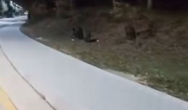 Aç kalan domuz sürüleri, üniversite kampüsüne indi