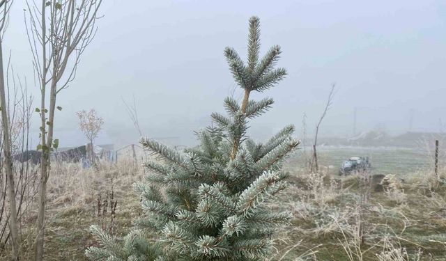Ağrı’da kırağı etkili oldu