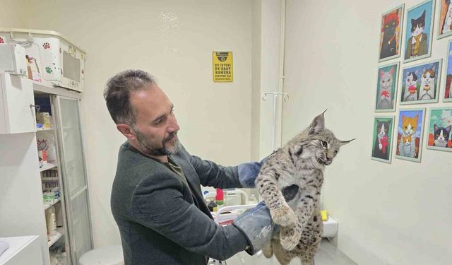 Aracın çarptığı vaşak tedaviye alındı