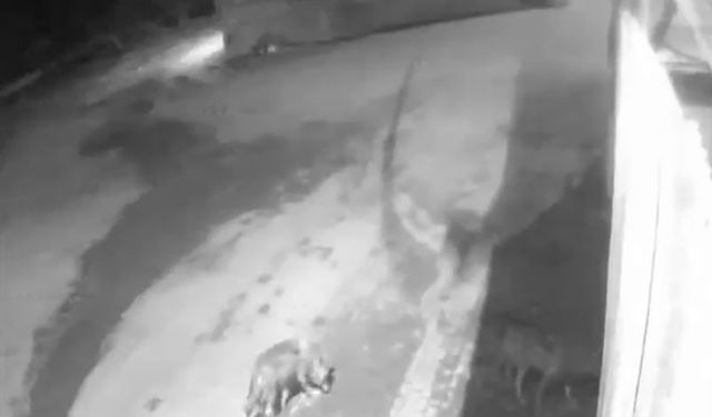 Aşkale’de aç kalan kurtlar köye indi