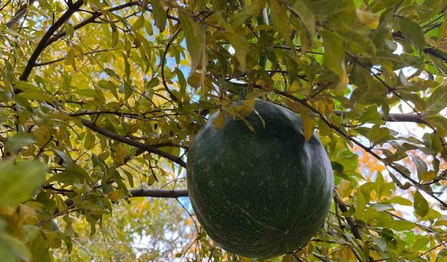 Bahçeye ektiği kabak, nar ağacının tepesinde meyve verdi