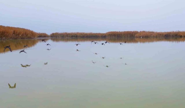 Bitlis’ten göç etmeyen kuşlar sıcak sulara sığındı