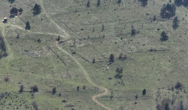 Bolu’da kayıp hayvanlar dronla bulundu