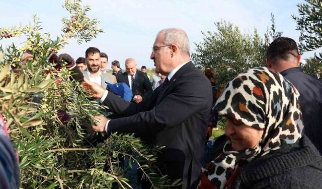 Çanakkale’de protokol ile zeytin hasadı