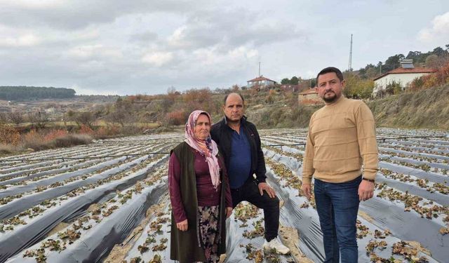 Çilek üreticilerinin tarlada hummalı çalışması devam ediyor