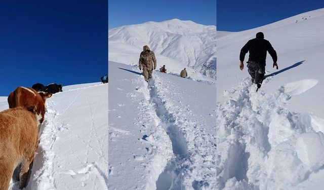 Dağda mahsur kalan 19 büyükbaş ekipler tarafından kurtarıldı