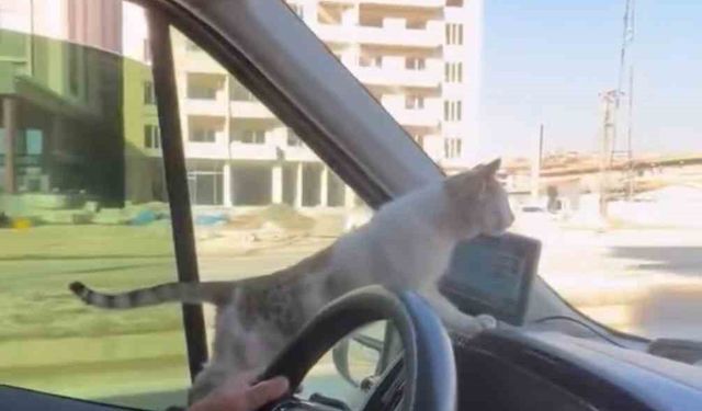 Donmak üzere olan kediyi aracına aldı: Şoförün duyarlı hareketi yolcuların takdirini topladı
