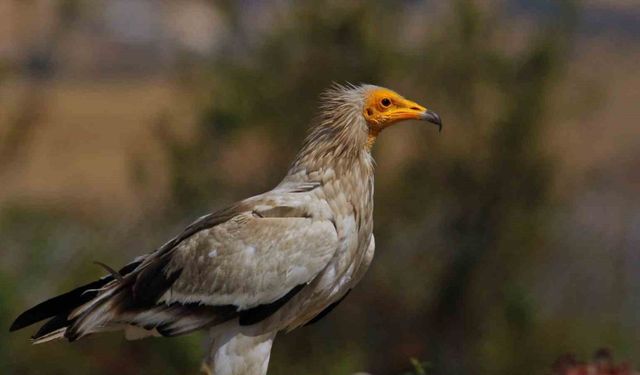 Dünyada sadece 3 yerde görülen doğa olayı: Akbabaların yiyecek döngüsü