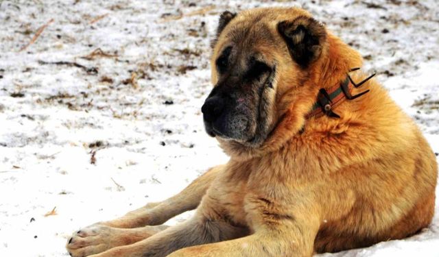 Erzurum’da bir kayıp hikâyesi