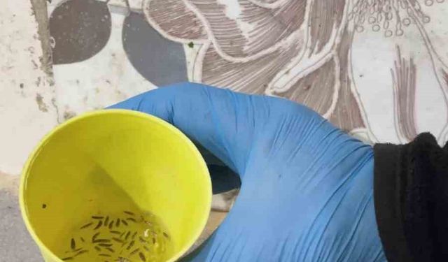 Fırın denetiminde mide bulandıran görüntüler, zabıta böcek çeşitlerini saymakla bitiremedi