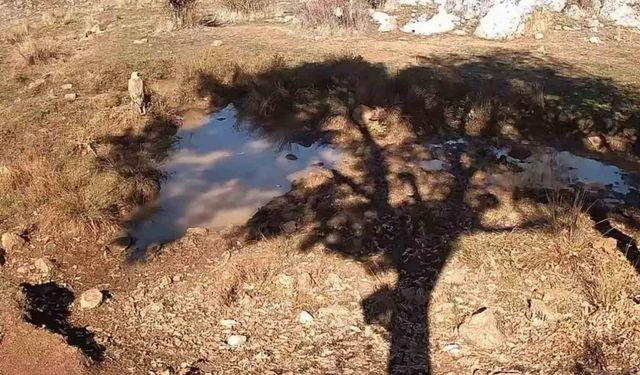Fotokapanla yaban domuzunun çamur banyosu ve kurdun av peşindeki anı kaydedildi