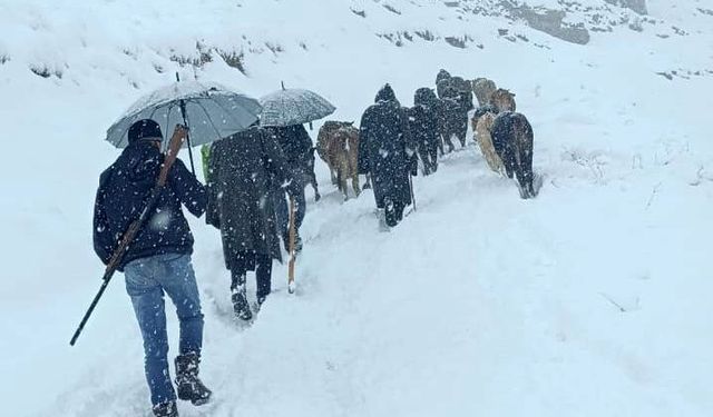 Hakkari’de dağda mahsur kalan sürü kurtarıldı