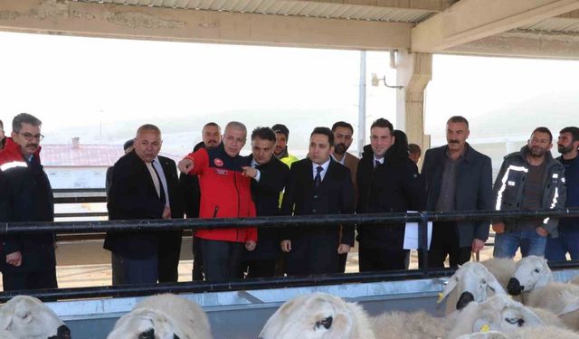 Hane başı yüzde 70’i hibe olarak 50 koyun 2 koç dağıtıldı