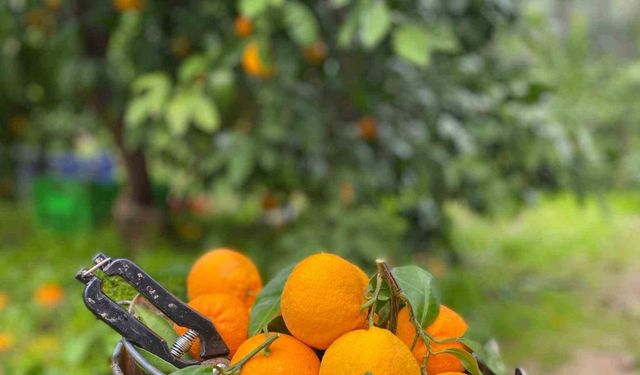 Havran Mandalinası’nda hasat vakti