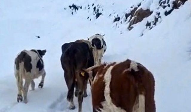 Hizan’da yayladaki hayvanlar kara hazırlıksız yakalandı