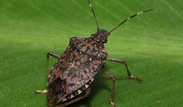 Kahverengi kokarcaya karşı zehirli mantarlarla biyolojik mücadele yürütülecek